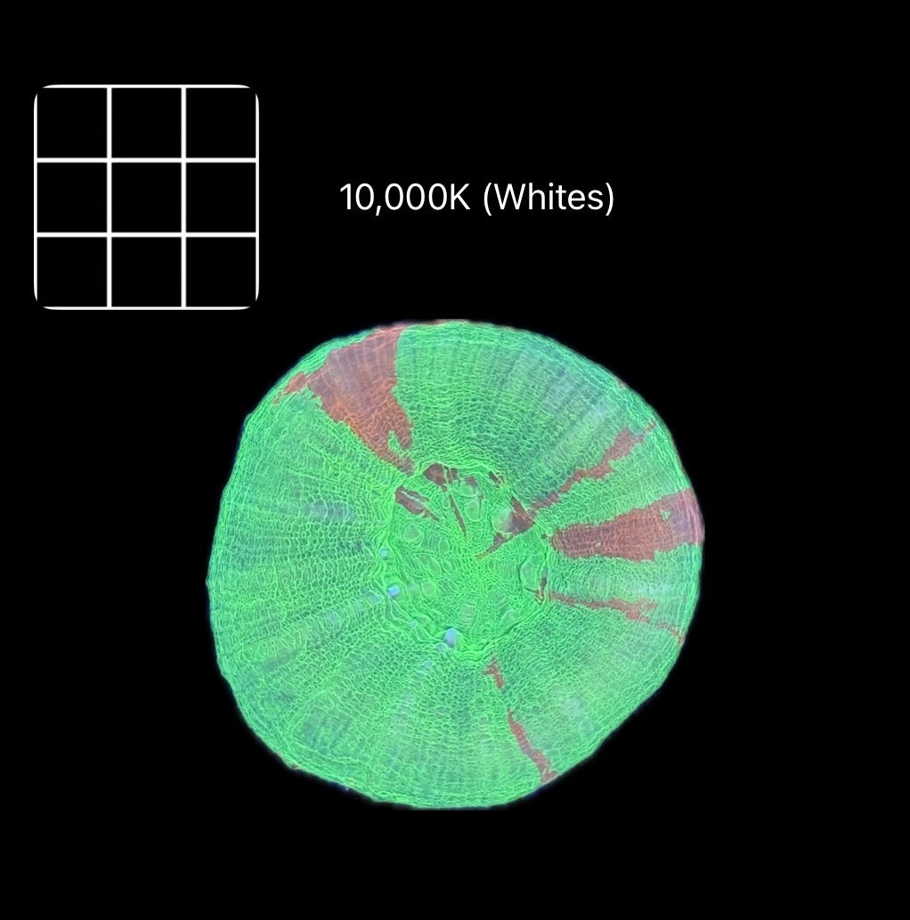 Bleeding Apple Scolymia Australis