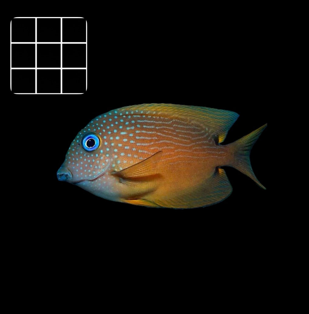 Blue-eye Kole Tang (Ctenochaetus cyanocheilus)