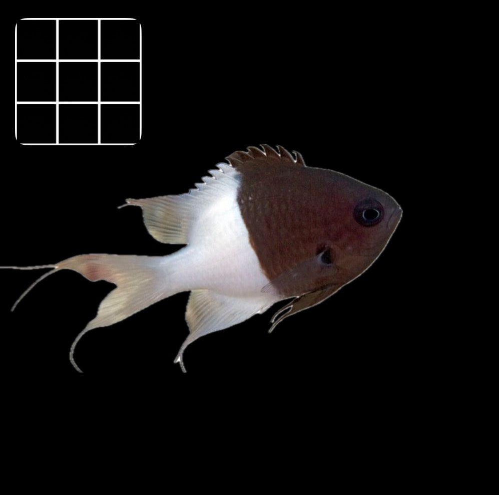 Half & Half Chromis (Chromis margaritifer)