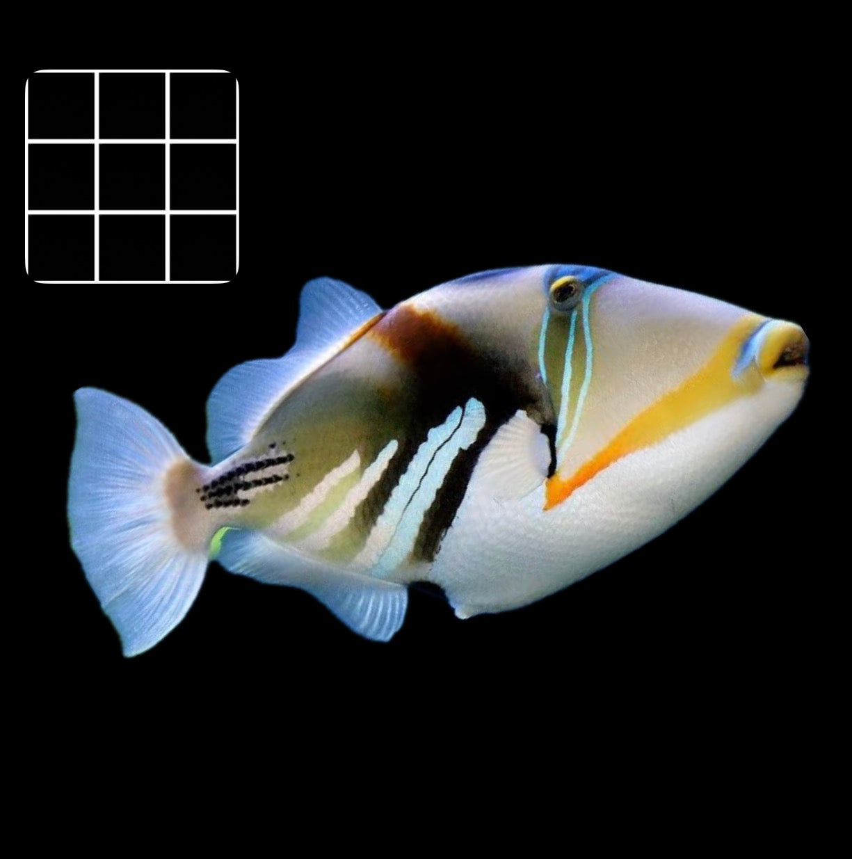 Lagoon Triggerfish (Rhinecanthus Aculeatus)