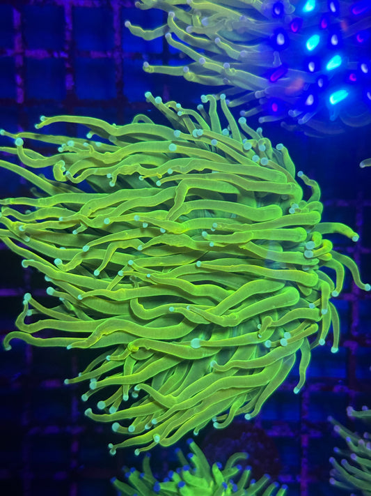 Neon Torch Coral (🇮🇩)