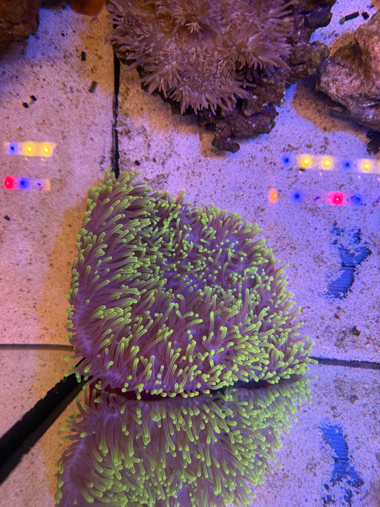 Ritteri Anemone purple/yellow