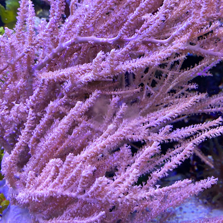 Purple SeaWhip Gorgonian (🇧🇸)