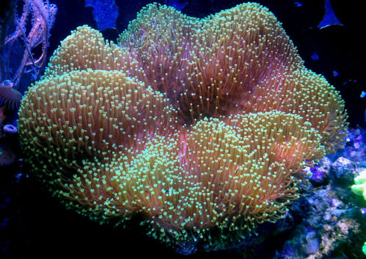 Toadstool Coral (🇮🇩)