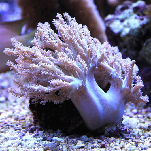Medusa Coral (🇮🇩)