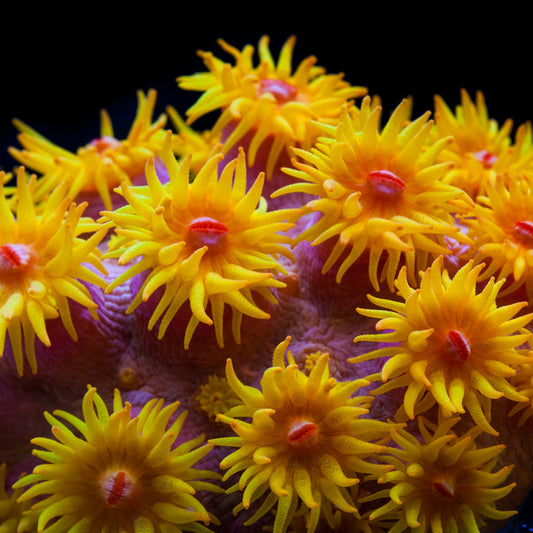 Sun Coral (🇧🇷🇮🇩)