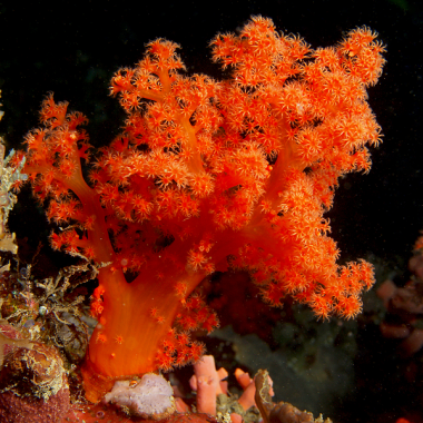 Orange Bush Coral (🇮🇩)