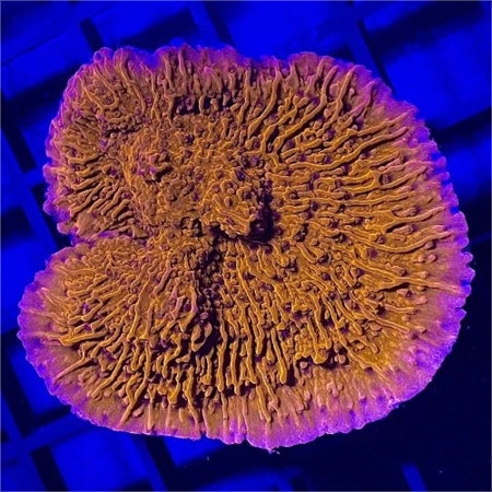 Red Montipora Cap (🇮🇩)