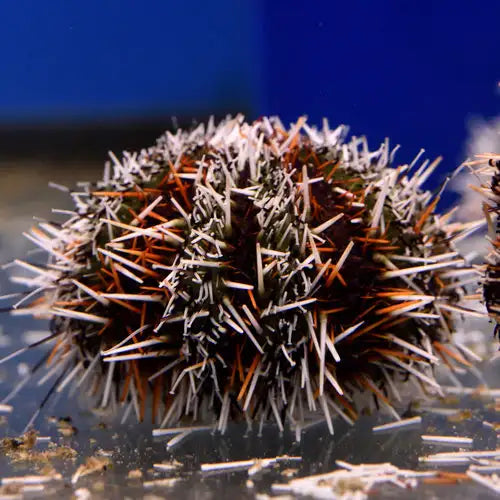 Halloween Urchin (Tripneustes gratilla)