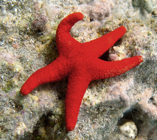 Red StarFish (Fromia Indica)