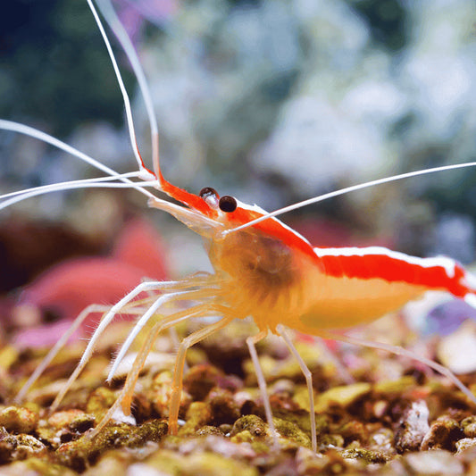 Cleaner Shrimp (Lysmata amboinensis)