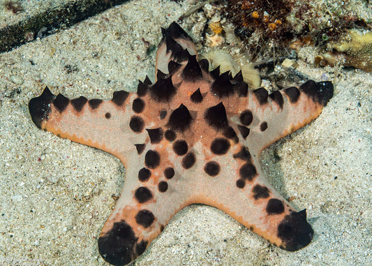 Chocolate Chip Starfish (Protoreaster nodosus)