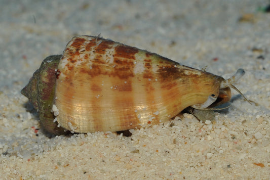 Strawberry Conch (Conomurex luhuanus)