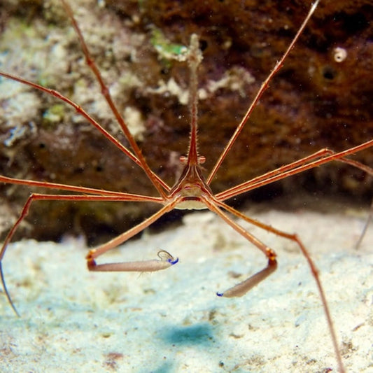 Arrowhead Crab (Stenorhynchus seticornis)