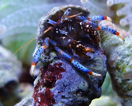 Blue Legged Hermit Crab (Clibanarius tricolor)