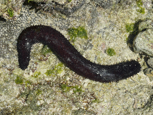 Black Sea Cucumber (Holothuria atra)