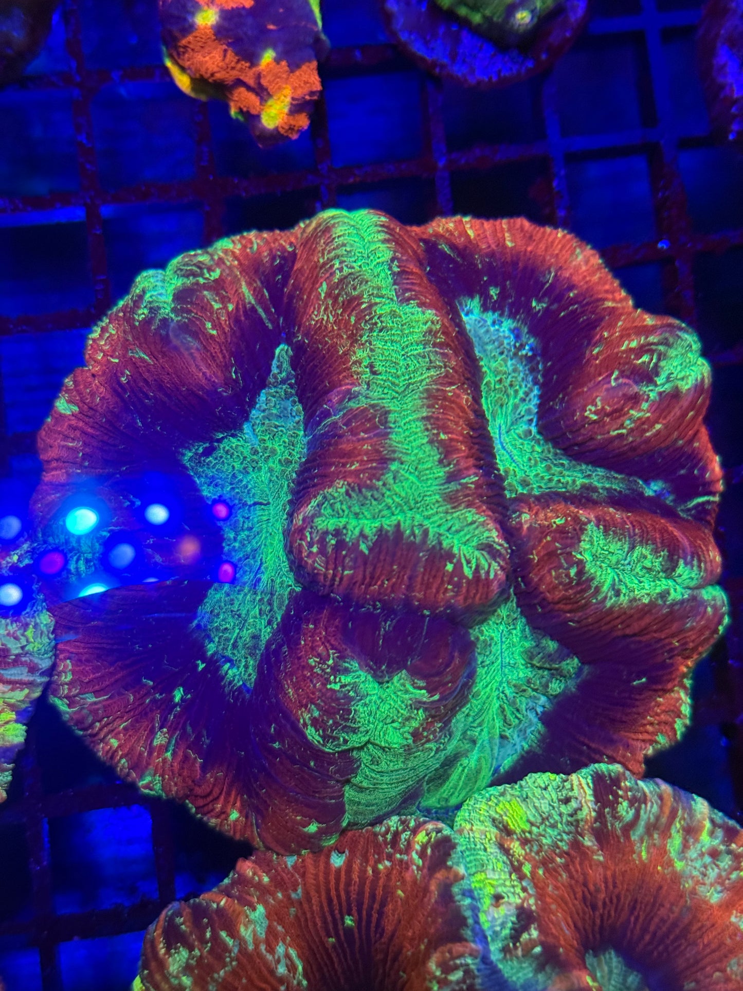 Rainbow Trachyphyllia