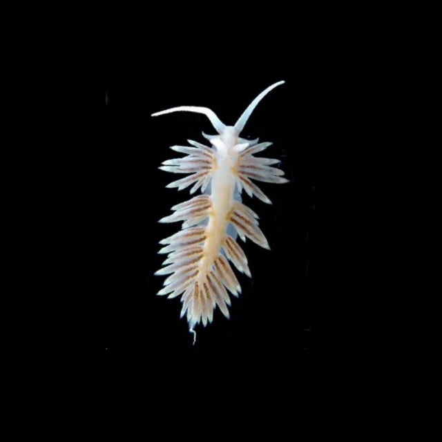 Berghia Nudibranch (Aiptasia Eating)