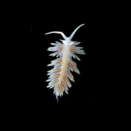 Berghia Nudibranch (Aiptasia Eating)
